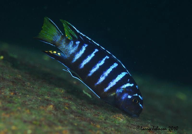 Chindongo sp. 'elongatus masimbwe' Masimbwe Island